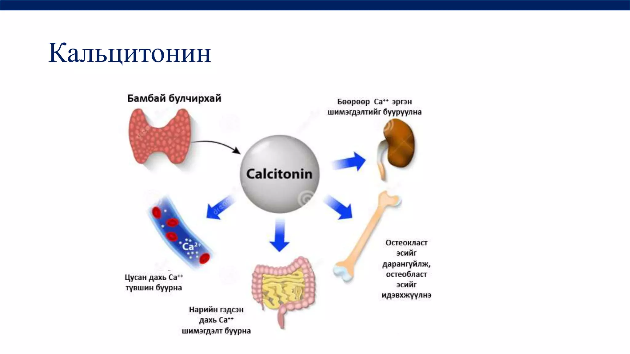 дотоод шүүрлийн физиологи | PPT