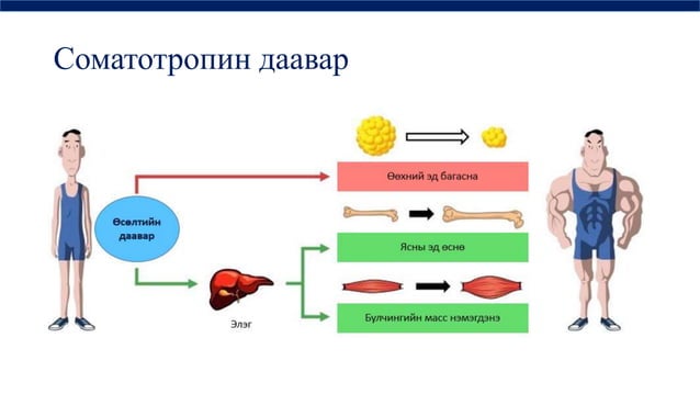 дотоод шүүрлийн физиологи | PPT