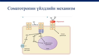 дотоод шүүрлийн физиологи | PPT