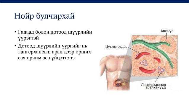 дотоод шүүрлийн физиологи