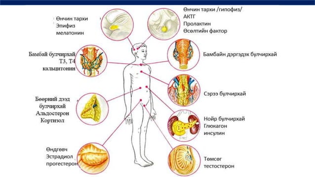 дотоод шүүрлийн физиологи | PPT