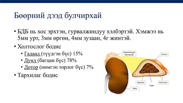 дотоод шүүрлийн физиологи