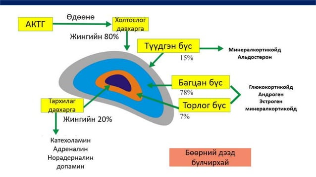 дотоод шүүрлийн физиологи