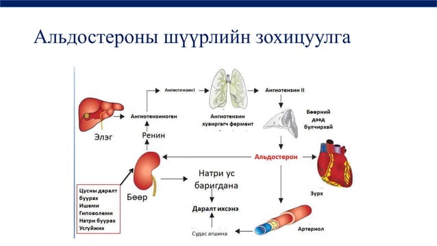 дотоод шүүрлийн физиологи