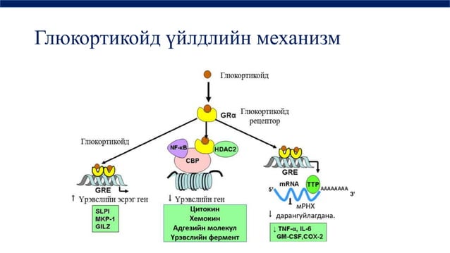 дотоод шүүрлийн физиологи