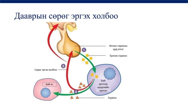 дотоод шүүрлийн физиологи