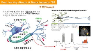 뉴런(Neuron)
여러개의 수상돌기에서 신호가(입력:Xi) 합해져서
그 값이 어느 값 이상일 경우 축색돌기(출력:Yi)로
자극(신호, 정보)을 발생시킨다.
뉴런의 생물학적 도식
버스트 발화 비 발화
시간
막 전위(전압)
시냅스
(입력)
(출력)
(연산)
(가중치)
Deep Learning (Neuron & Neural Network) 개념
 