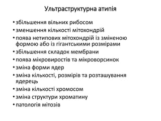 Ультраструктурна атипія
•збільшення вільних рибосом
•зменшення кількості мітохондрій
•поява нетипових мітохондрій із зміненою
формою або із гігантськими розмірами
•збільшення складок мембрани
•поява мікровиростів та мікроворсинок
•зміна форми ядер
•зміна кількості, розмірів та розташування
ядерець
•зміна кількості хромосом
•зміна структури хроматину
•патологія мітозів
 
