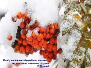 В саду горит костёр рябины красной ,
Но никого не может он согреть
(С.Есенин).
 