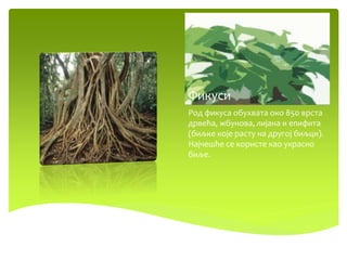 Фикуси
Род фикуса обухвата око 850 врста
дрвећа, жбунова, лијана и епифита
(биљке које расту на другој биљци).
Најчешће се користе као украсно
биље.
 