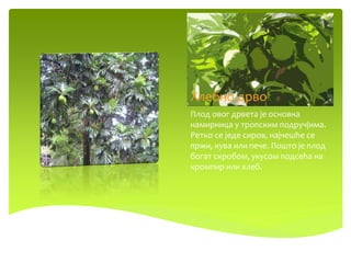 Хлебно дрво
Плод овог дрвета је основна
намирница у тропским подручјима.
Ретко се једе сиров, најчешће се
пржи, кува или пече. Пошто је плод
богат скробом, укусом подсећа на
кромпир или хлеб.
 