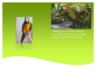 Ара
Највеће врсте папагаја и веома
лепих боја. Живе у јатима. Праве
гнездо у шупљинама дрвећа.
 