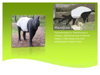 Малајски тапир
Угрожена врста. Највећа врста
тапира, препознатљив по белом
појасу. Слабо види, али има
изванредан мирис и слух.
 