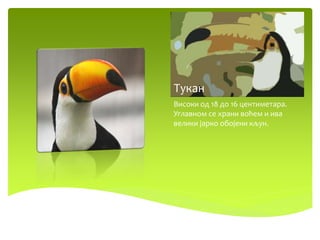 Тукан
Високи од 18 до 16 центиметара.
Углавном се храни воћем и ива
велики јарко обојени кљун.
 
