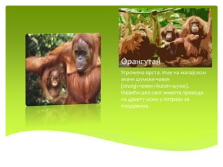 Орангутан
Угрожена врста. Име на малајском
значи шумски човек
(orang=човек+hutan=шума).
Највећи део свог живота проводи
на дрвету осим у потрази за
плодовима.
 