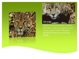 Јагуар
Трећа по величина мачка на свету,
иза тигра и лава. Има одличан слух
и вид, и дању и ноћу. Има други
најсмртоноснији угриз код свих
сисара.
 