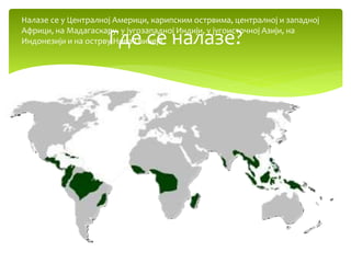 Где се налазе?
Налазе се у Централној Америци, карипским острвима, централној и западној
Африци, на Мадагаскару, у југозападној Индији, у југоисточној Азији, на
Индонезији и на острву Нова Гвинеја
 