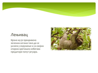 Крзно му је прекривено
зеленим алгама тако да се
уклапа у окружење и са својим
спорим кретањем избегава
предаторе попут јагуара.
Лењивац
 