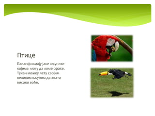 Папагаји имају јаке кљунове
којима могу да ломе орахе.
Тукан можеу лету својим
великим кљуном да хвата
високо воће.
Птице
 