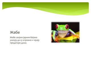 Жабе својим јарким бојама
указују да су отровне и терају
предаторе даље.
Жабе
 