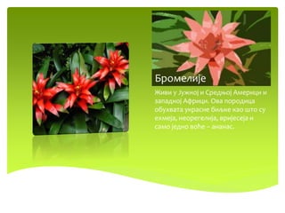 Бромелије
Живи у Јужној и Средњој Америци и
западној Африци. Ова породица
обухвата украсне биљке као што су
ехмеја, неорегелија, вријесеја и
само једно воће – ананас.
 