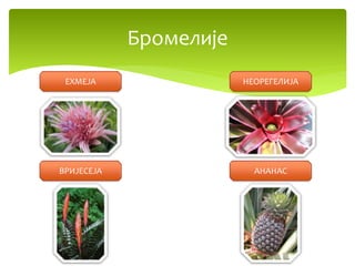 Бромелије
ВРИЈЕСЕЈА АНАНАС
ЕХМЕЈА НЕОРЕГЕЛИЈА
 
