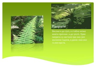 Папрати
Високе и до 25m, а стабло може
имати пречник и до 50cm. Прве
папрати су настале пре око 300
милиона година, а данас има око
12.000 врста.
 