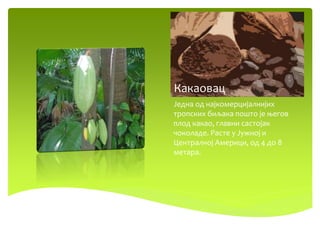 Какаовац
Једна од најкомерцијалнијих
тропских биљака пошто је његов
плод какао, главни састојак
чоколаде. Расте у Јужној и
Централној Америци, од 4 до 8
метара.
 