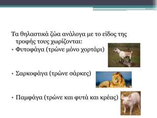 Τα θηλαστικά ζώα ανάλογα με το είδος της
τροφής τους χωρίζονται:
• Φυτοφάγα (τρώνε μόνο χορτάρι)
• Σαρκοφάγα (τρώνε σάρκες)
• Παμφάγα (τρώνε και φυτά και κρέας)
 