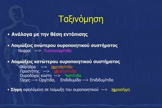 Ταξινόμηση
• Ανάλογα με την θέση εντόπισης
• Λοιμώξεις ανώτερου ουροποιητικού συστήματος
Νεφροί —> Πυελονεφρίτιδα
• Λοιμώξεις κατώτερου ουροποιητικού συστήματος
Ουρήθρα —> υρηθρίτιδα
Προστάτης —> ροστατίτιδα
Ουροδόχος κύστη —> υστίτιδα
Όρχις —> Ορχίτιδα, Επιδιδυμίδα —> Επιδιδυμίτιδα
• Σήψη οφειλόμενη σε λοίμωξη του ουροποιητικού —> υροσήψη
 