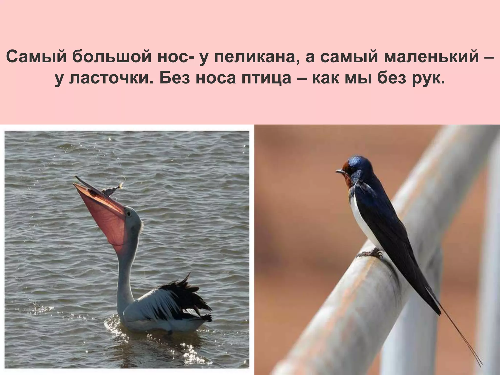 Самый большой нос- у пеликана, а самый маленький –
у ласточки. Без носа птица – как мы без рук.
 