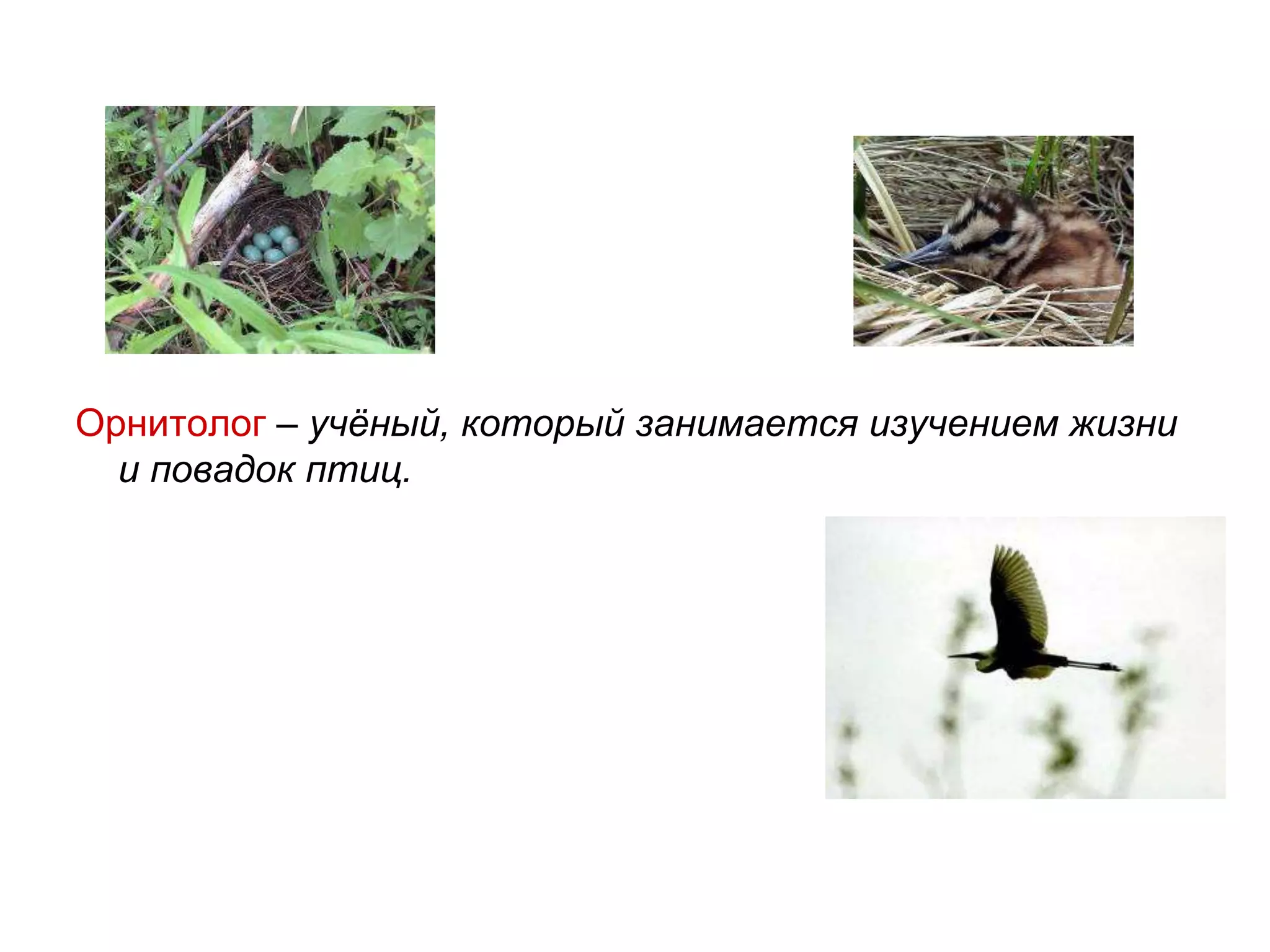 Орнитолог – учёный, который занимается изучением жизни
и повадок птиц.
 