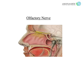 Olfactory Nerve