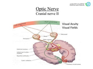 Optic Nerve
Cranial nerve II
Visual Acuity
Visual Fields