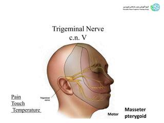 Trigeminal Nerve
c.n. V
Masseter
pterygoidMotor
Pain
Touch
Temperature