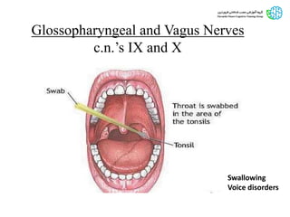 Glossopharyngeal and Vagus Nerves
c.n.’s IX and X
Swallowing
Voice disorders