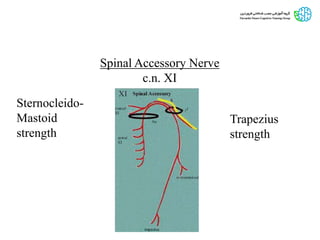 Spinal Accessory Nerve
c.n. XI
Trapezius
strength
Sternocleido-
Mastoid
strength
