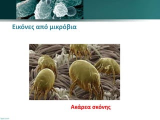 akarea | PPTX