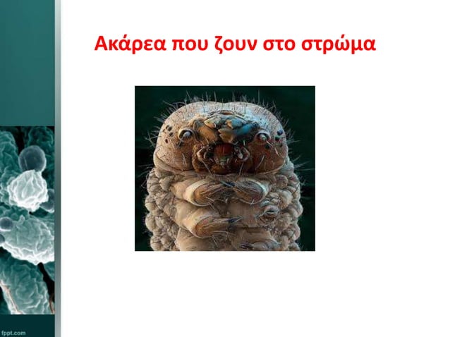 akarea | PPT