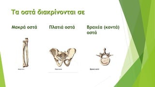 Τα οστά διακρίνονται σε
Μακρά οστά Πλατιά οστά Βραχέα (κοντά)
οστά
 