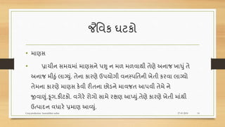 જૈવવક ઘટકો
• માણસ
• પ્રાચીન સમયમાં માણસને પશુ ન મળ મળવાથી તેણે અનાજ ખાધું તે
અનાજ મીઠું લાગ્યું. તેના કારણે ઉપયોગી વનસ્પવતની ખેતી કરવા લાગ્યો
તેમના કારણે માણસ કેવી રીતના છોડને માવજત આપવી તેમે ને
જીવાણું.ફૂગ.કીટકો. વગેરે રોગો સામે રક્ષણ આપ્યું.તેણે કારણે ખેતી માંથી
ઉત્પાદન વધારે પ્રમાણ આવ્યું.
27-01-2018Crop production hasmukbhai suthar 14
 