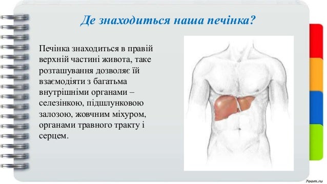 Печінка людини