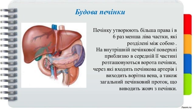 Печінка людини