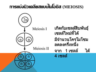 เกิดกับเซลล์สืบพันธุ์
เซลล์ใหม่ที่ได้
มีจานวนโครโมโซม
ลดลงครึ่งหนึ่ง
จาก 1 เซลล์ ได้
4 เซลล์
การแบ่งนิวเคลียสแบบไมโอซิส (MEIOSIS)
2n
nn
nn
nn
Meiosis I
Meiosis II
 