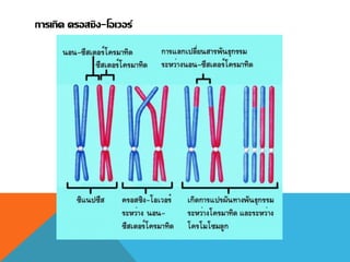 การเกิด ครอสซิง-โอเวอร์
 