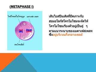 เส้นใยสปินเดิลที่ยึดเกาะกับ
ฮอมอโลกัสโครโมโซมจะจัดให้
โครโมโซมเรียงตัวอยู่เป็นคู่ ๆ
ตามแนวระนาบของเมตาเฟสเพลท
ซึ่งอยู่บริเวณกึ่งกลางเซลล์
(METAPHASE I)
 