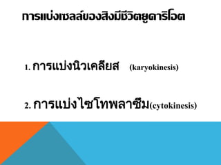 การแบ่งเซลล์ของสิงมีชีวิตยูคาริโอต
2. การแบ่งไซโทพลาซึม(cytokinesis)
1. การแบ่งนิวเคลียส (karyokinesis)
 