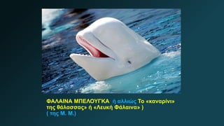 ΦΑΛΑΙΝΑ ΜΠΕΛΟΥΓΚΑ ή αλλιώς Το «καναρίνι»
της θάλασσας» ή «Λευκή Φάλαινα» )
( της Μ. Μ.)
 