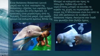 Είναι θαλάσσιο θηλαστικό (γεννά
μικρά) και τη λένε «καναρίνι της
θάλασσας» εξαιτίας των υψηλών ήχων
που παράγει.Ζει στην Αρκτική .Οι
αρσενικές είναι μεγαλύτερες από τις
θηλυκές. Γεννά ένα μικρό, έχει γκρίζο
χρώμα και κολυμπά αμέσως δίπλα της
Μπορεί να κολυμπά και προς τα
πίσω.Δεν πηδάει έξω από το
νερό.Επίσης μπορεί να κουνάει το
κεφάλι της χωρίς να περιστρέφει το
σώμα της.Η Μπελούγκα είναι ένα από τα
λίγα είδη φαλαινών σε ενυδρείο ή
θαλάσσια πάρκα. Ακούγεται σαν παιδί
που φωνάζει όταν βγάζει ήχους.
 