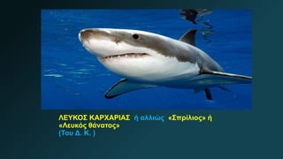 ΛΕΥΚΟΣ ΚΑΡΧΑΡΙΑΣ ή αλλιώς «Σπρίλιος» ή
«Λευκός θάνατος»
(Του Δ. Κ. )
 